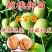 核桃苗包品种包成活包结果假一赔十