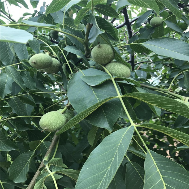 核桃苗包品种包成活包结果假一赔十