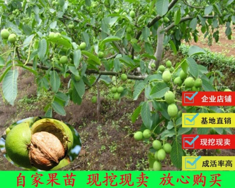 核桃苗包品种包成活包结果假一赔十