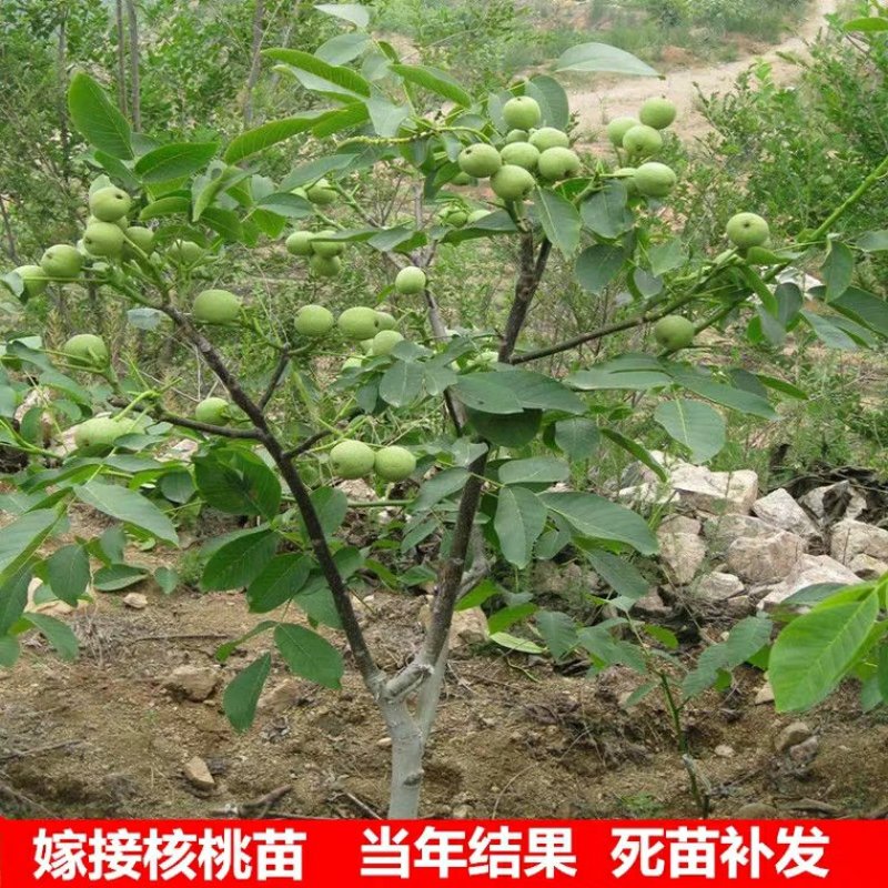核桃苗包品种包成活包结果假一赔十