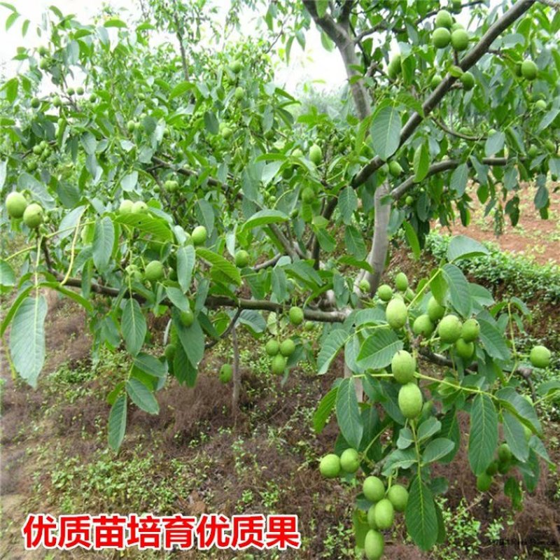 核桃苗包品种包成活包结果假一赔十
