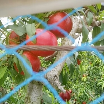 油桃