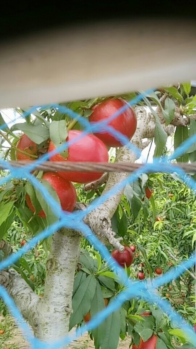 油桃