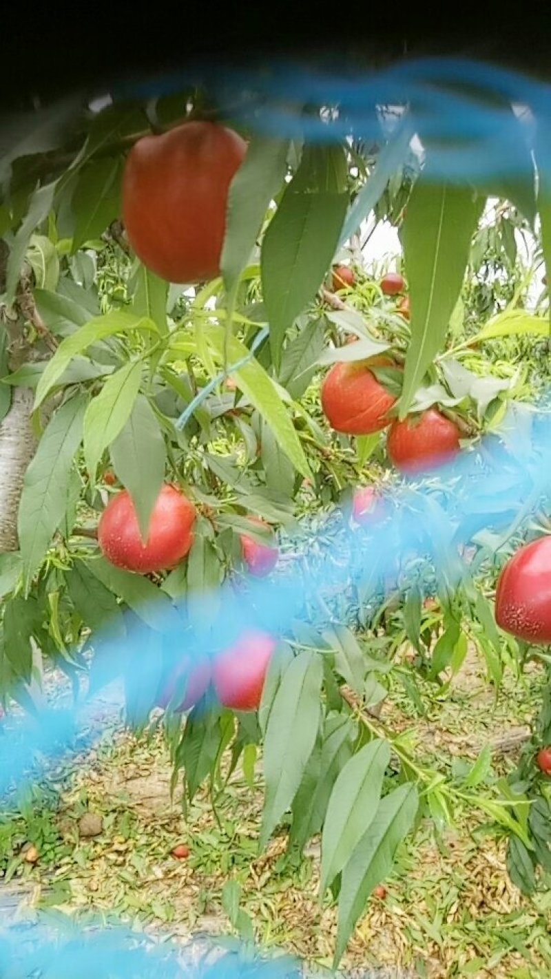 油桃