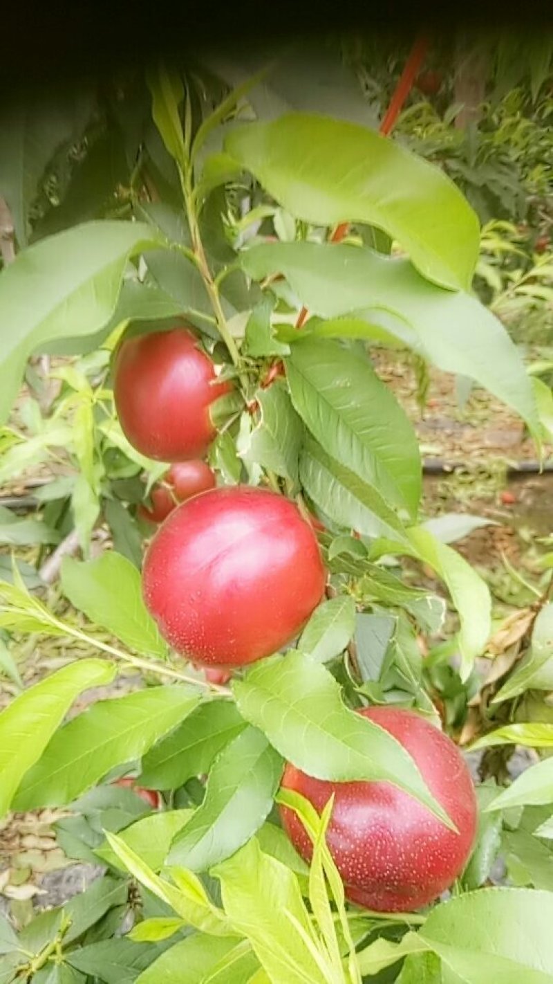 油桃
