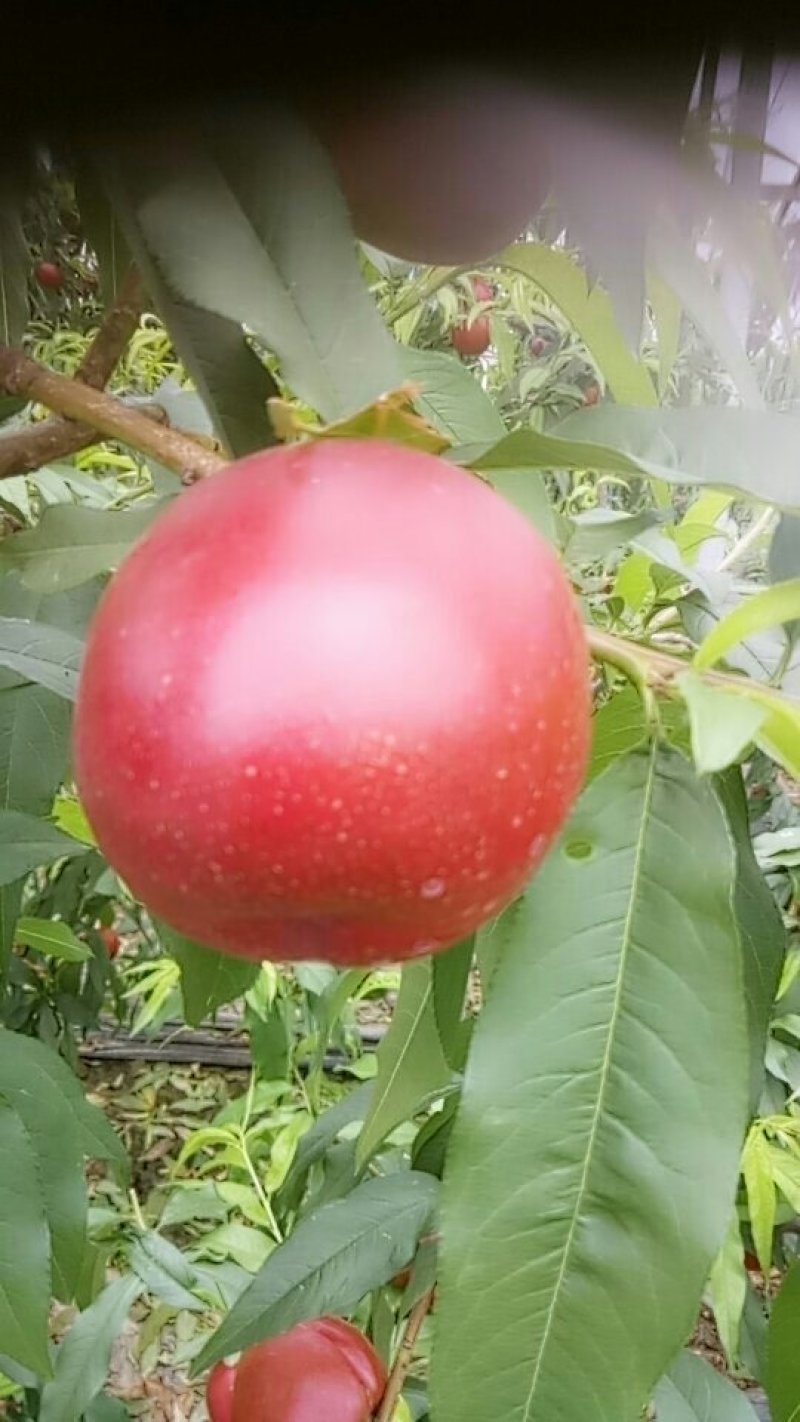 油桃