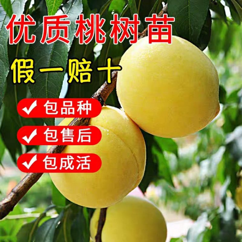 黄桃苗优质嫁结黄桃苗包品种包成活假一赔十