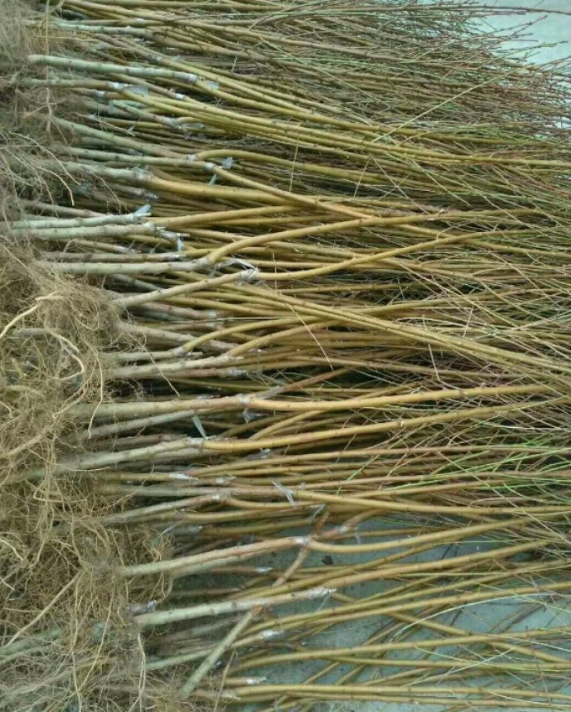 黄桃苗优质嫁结黄桃苗包品种包成活假一赔十