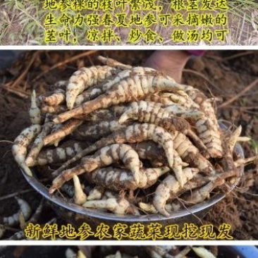 福良山地参虫草参地里现挖基地直供