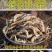福良山地参虫草参地里现挖基地直供