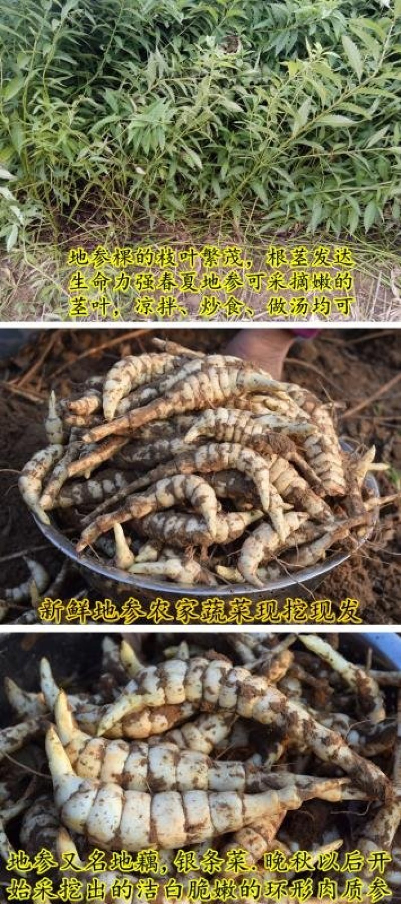 福良山地参虫草参地里现挖基地直供