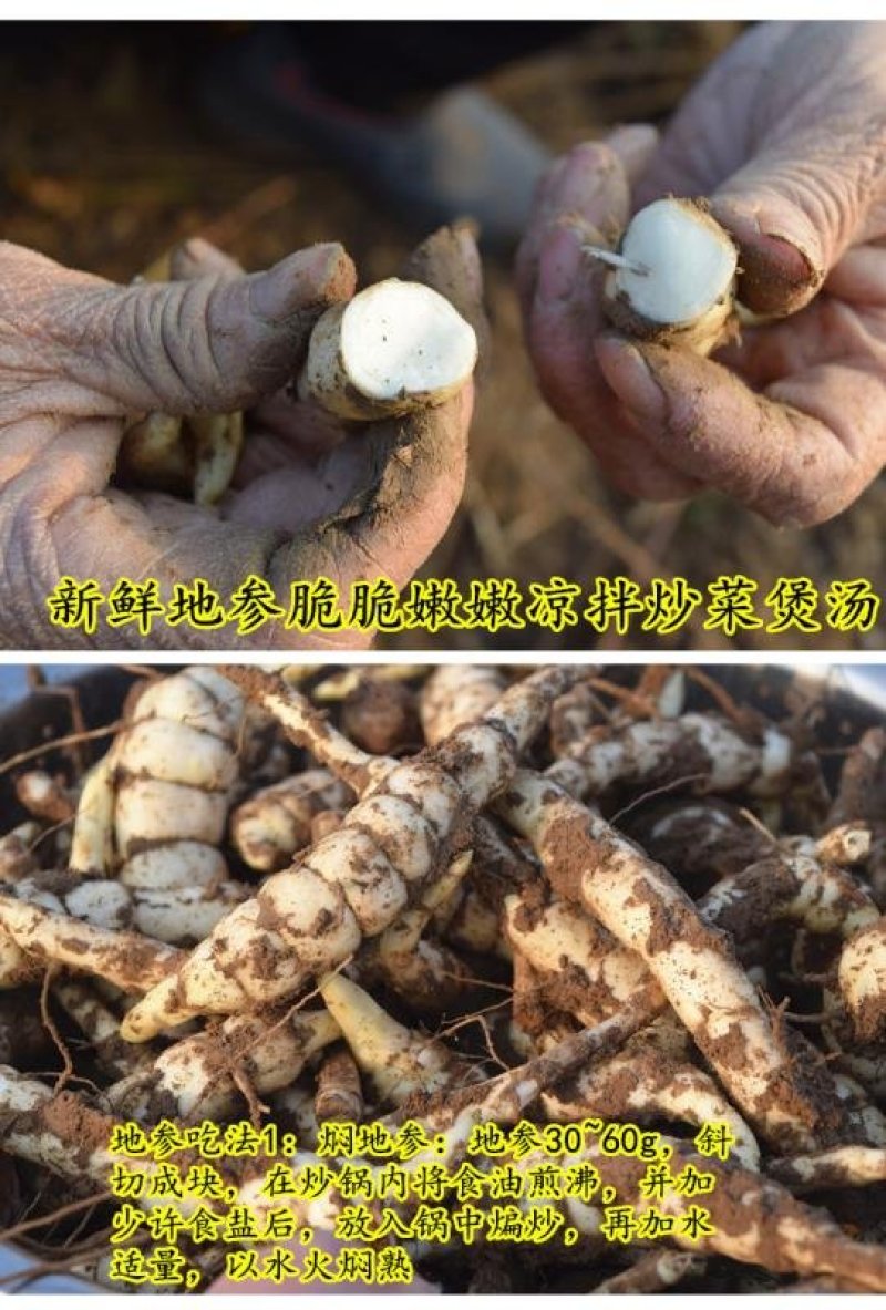 福良山地参虫草参地里现挖基地直供