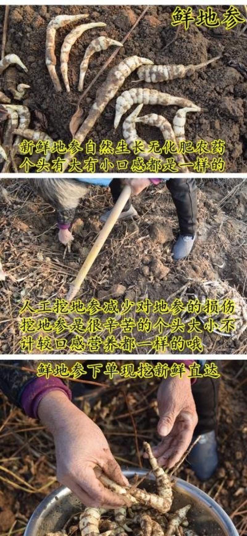 福良山地参虫草参地里现挖基地直供