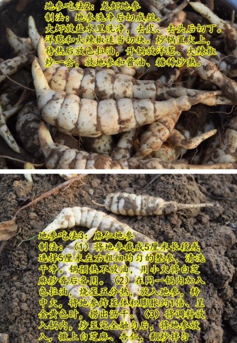 福良山地参虫草参地里现挖基地直供