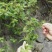 金银花纯野生金银花茶带绒毛不是山银花