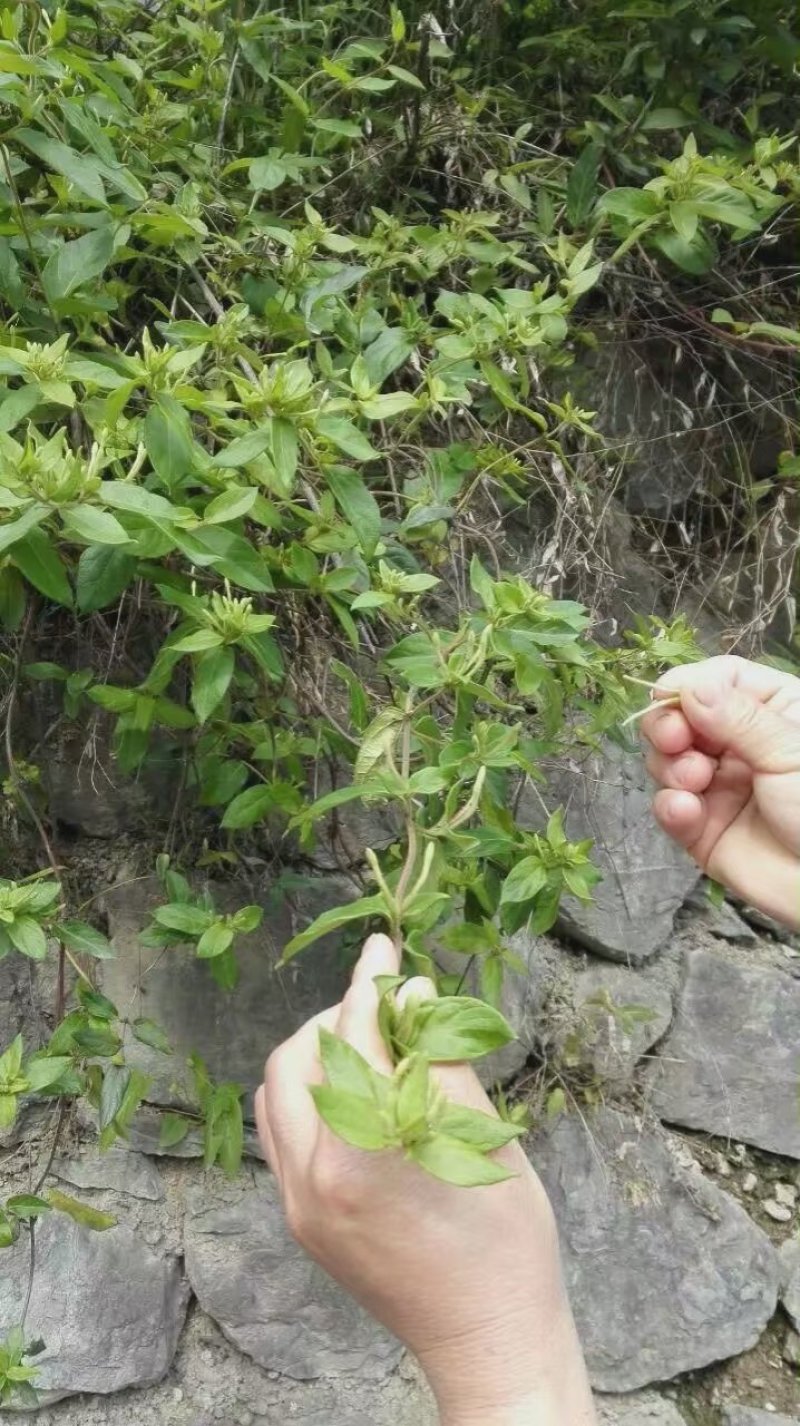 金银花纯野生金银花茶带绒毛不是山银花