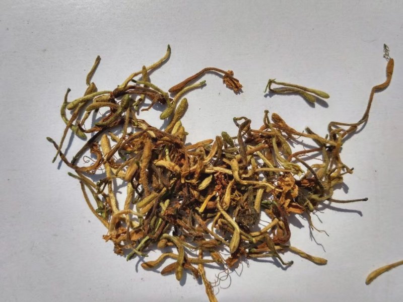金银花纯野生金银花茶带绒毛不是山银花