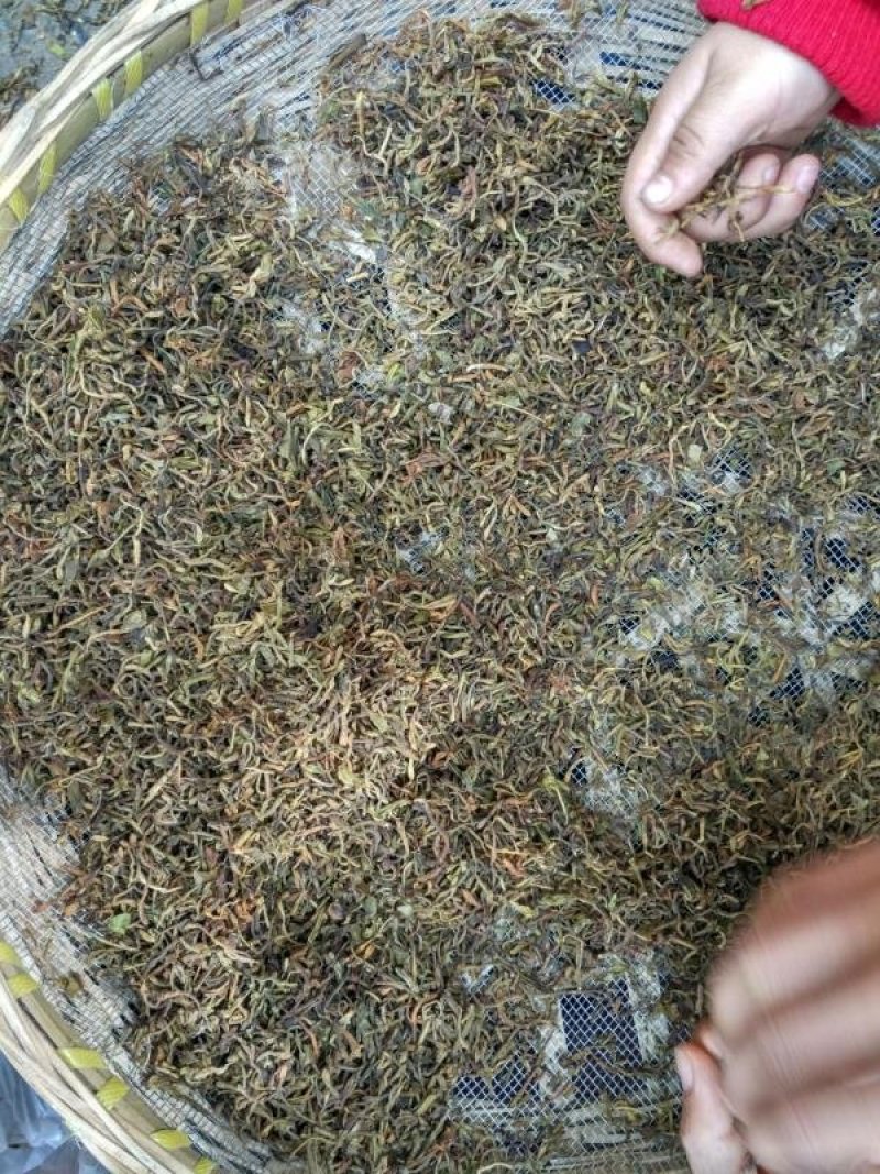 金银花纯野生金银花茶带绒毛不是山银花