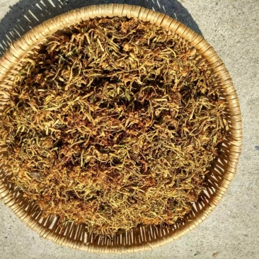 金银花纯野生金银花茶带绒毛不是山银花
