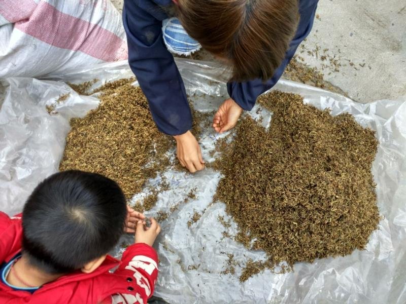 金银花纯野生金银花茶带绒毛不是山银花