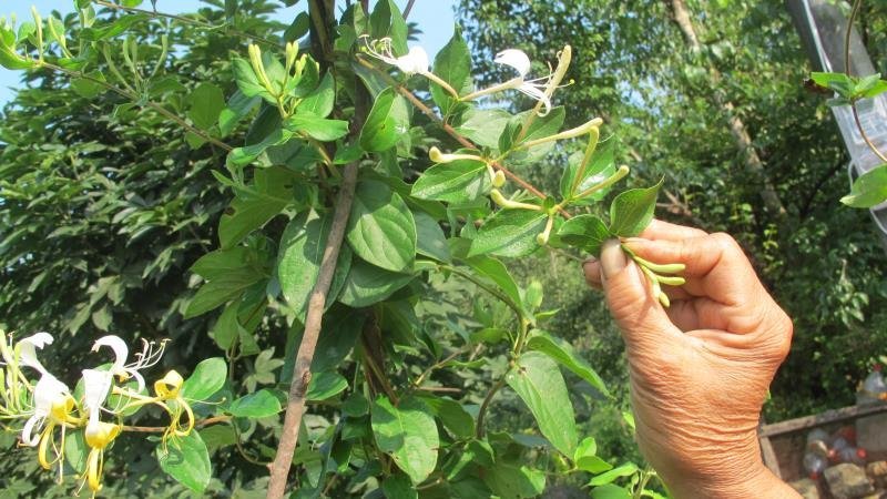 金银花纯野生金银花茶带绒毛不是山银花