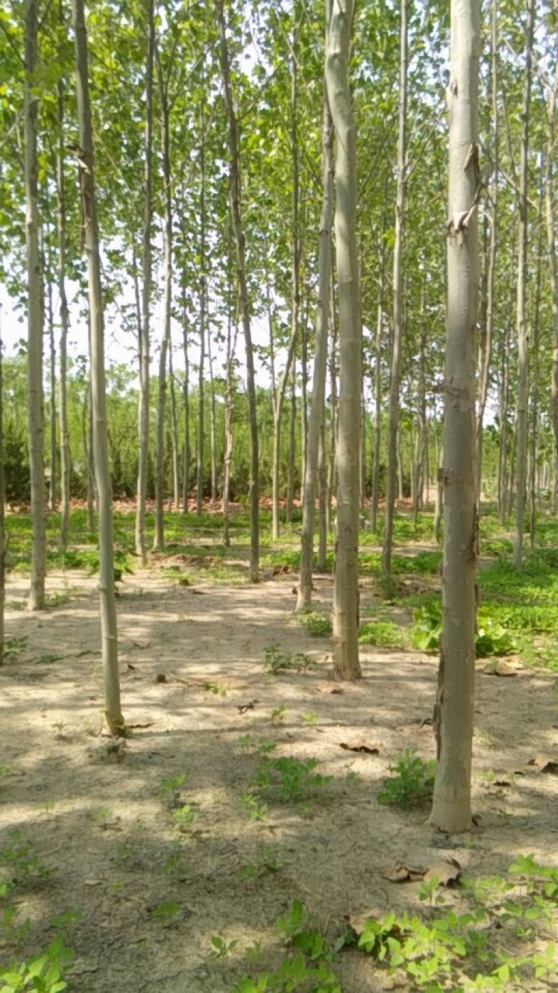 法桐自已种的没有中间商价格美丽质量钢钢的