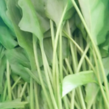 菠菜