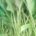 菠菜