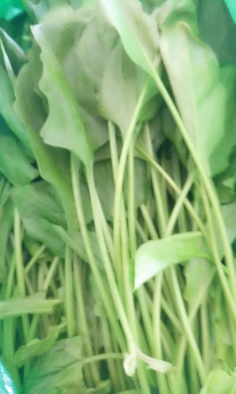 菠菜