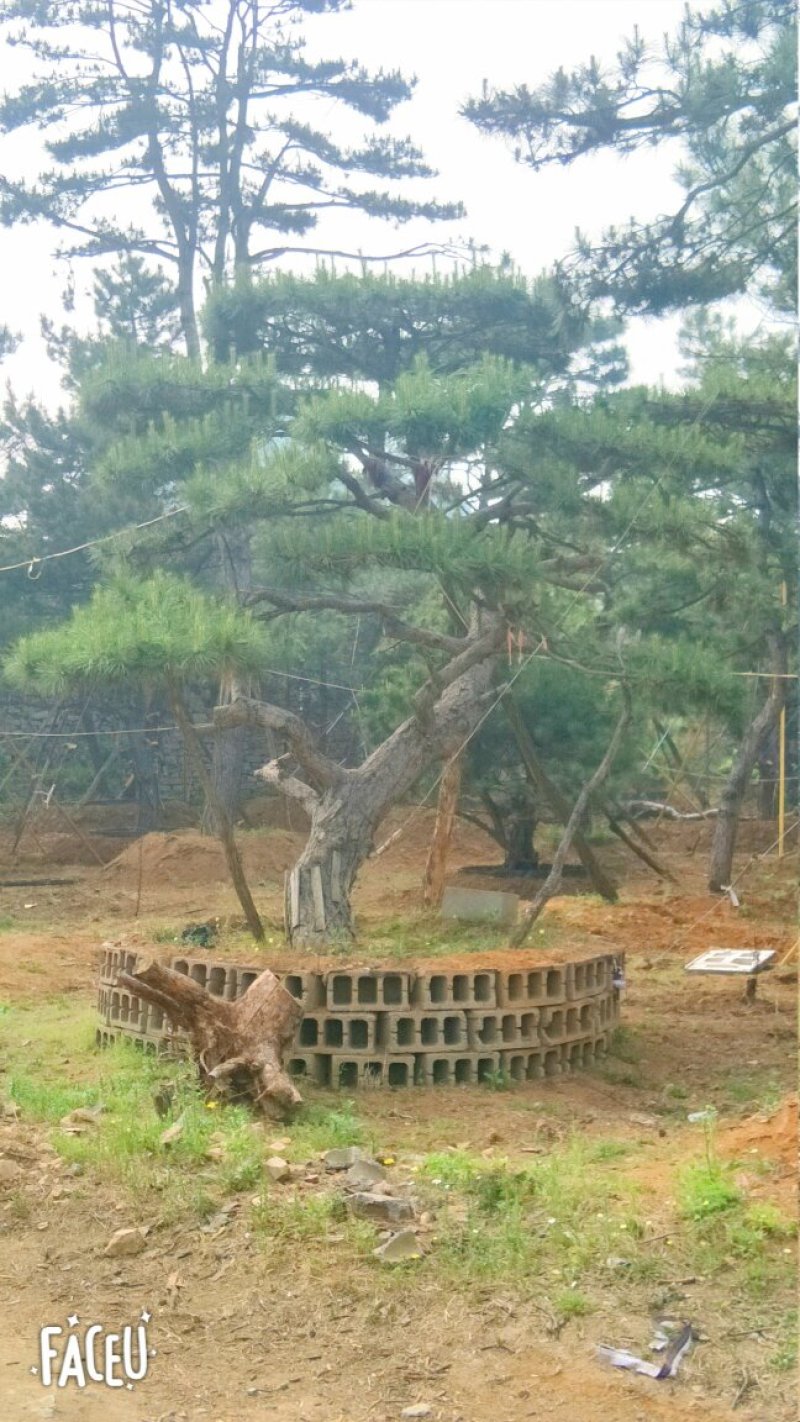 造型松