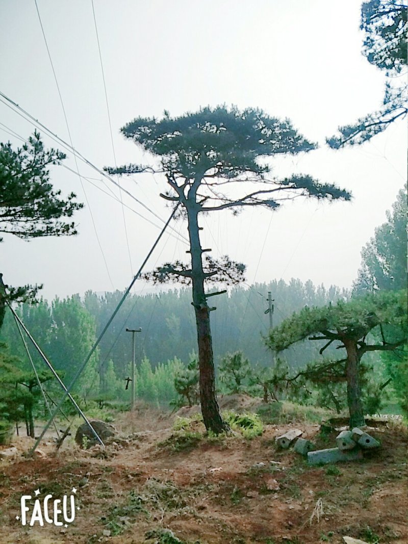 造型松
