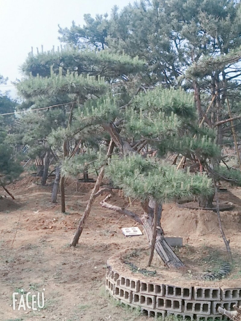造型松