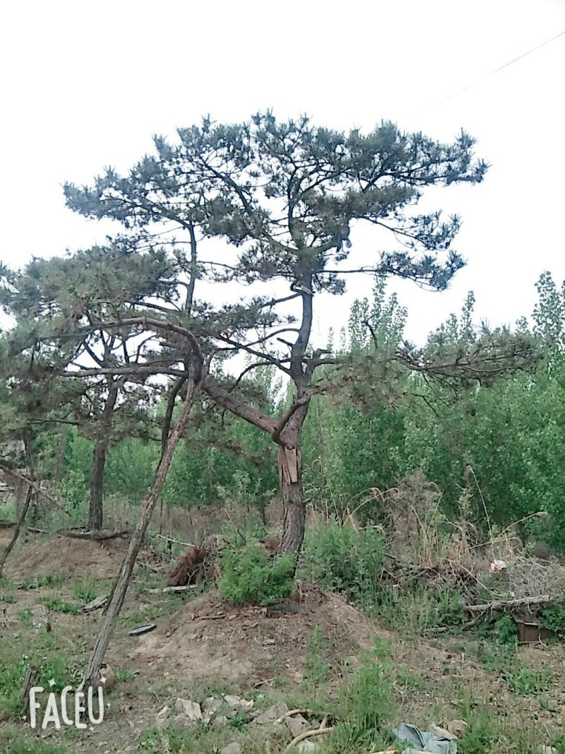 造型松