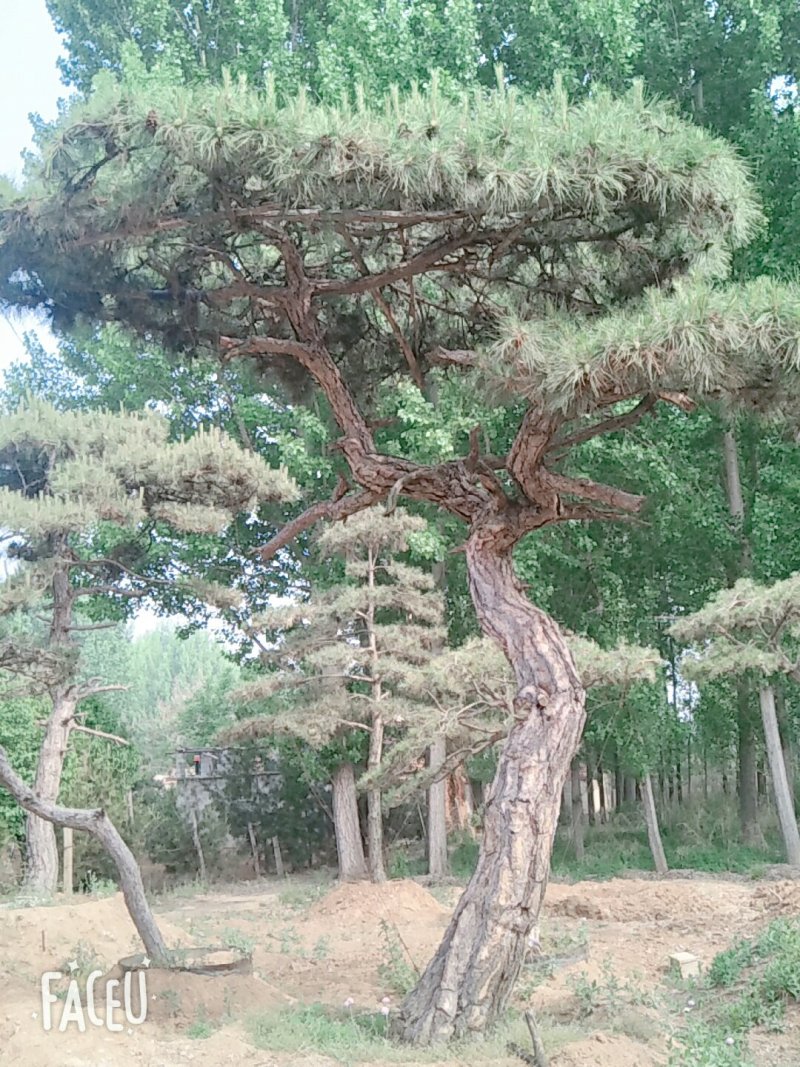 造型松