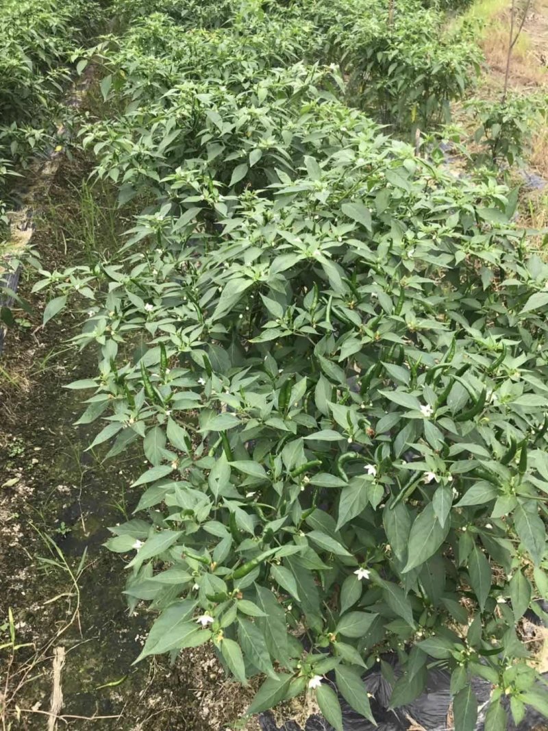 指天椒