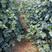 河北昌黎赤霞珠葡萄苗，自家繁育，保证纯度成活率