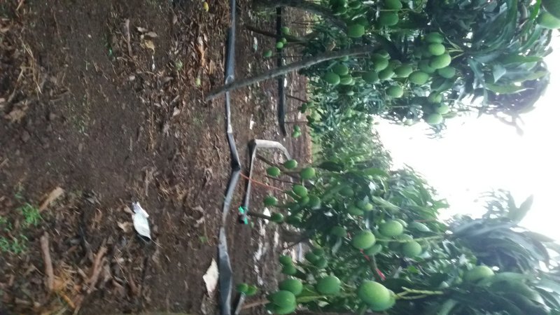 雷州覃斗鸡蛋芒果