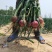 洋葱，新货上市了，自家种植，无任何中间费用。