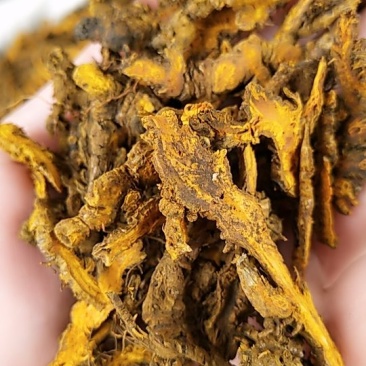 黄连中药材大货批发一手货源