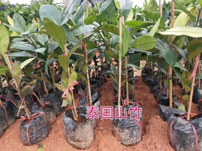 山竹苗果树苗盆栽地栽庭院山竹树苗当年结果