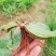 野生地胆草