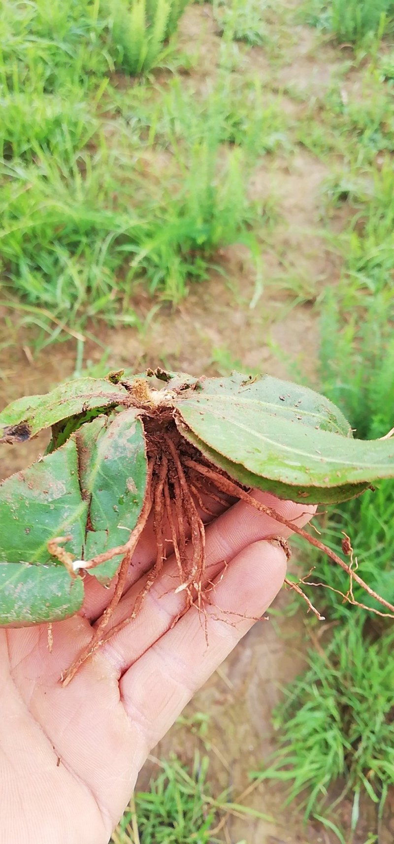 野生地胆草