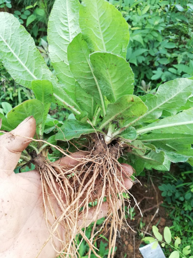 野生地胆草