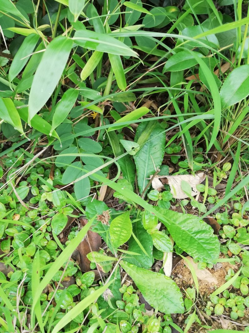 野生地胆草