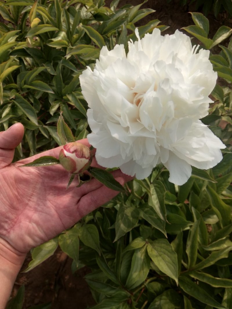 芍药苗，观赏芍药，进口芍药心里重瓣芍药，品种齐全