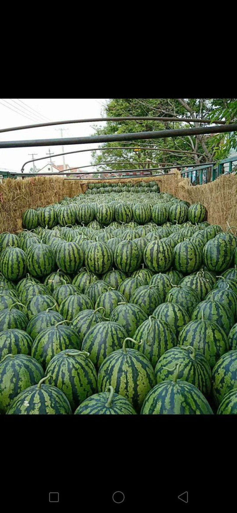 山东潍坊早春红玉西瓜2k甜王羊角蜜甜瓜水果