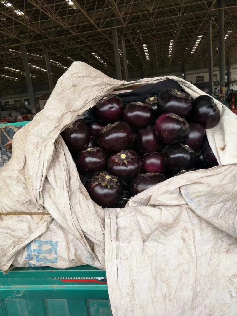 精品紫光圆茄大量上市中，常年供应各大超市、市场、加工厂