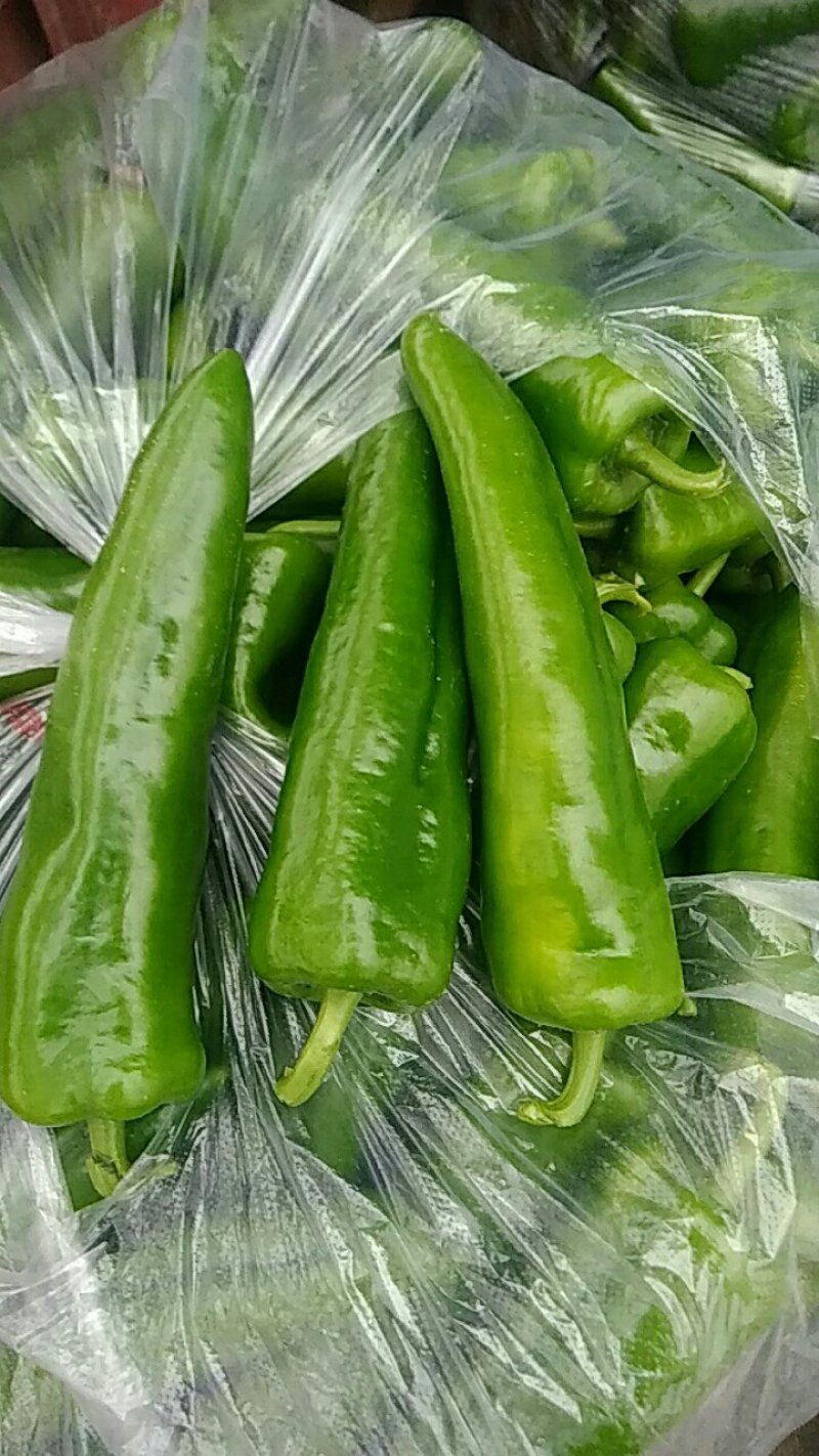 青辣椒，