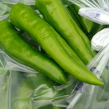 青辣椒，