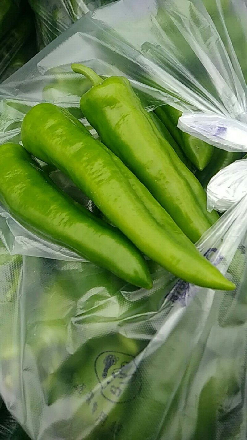 青辣椒，